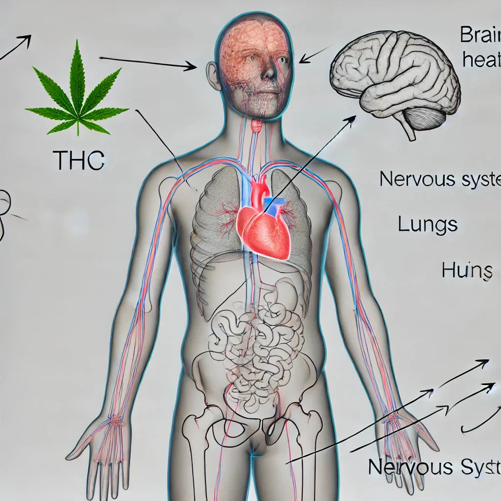 Diagram showing how THC from cannabis edibles affects the heart and nervous system.