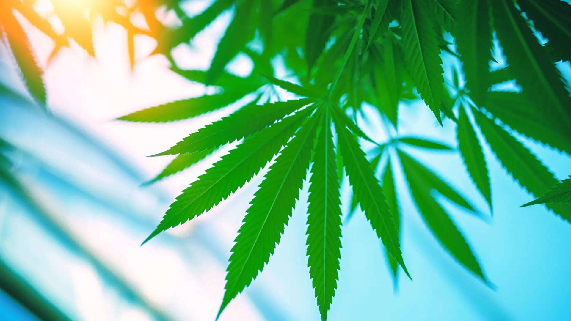 Image of a plant representing the 2026 hemp ban