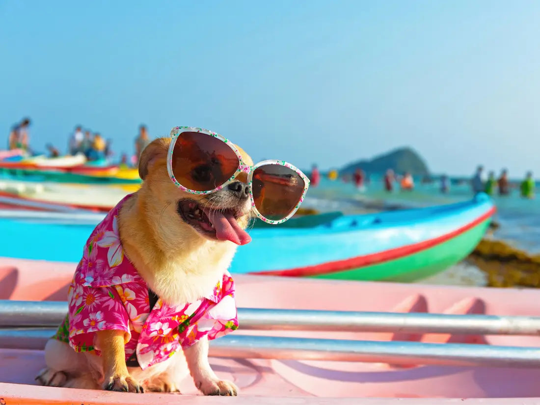 Dog wearing sunglasses by the beach for THC gummies for dogs awareness.