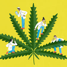 heart rate related to thc